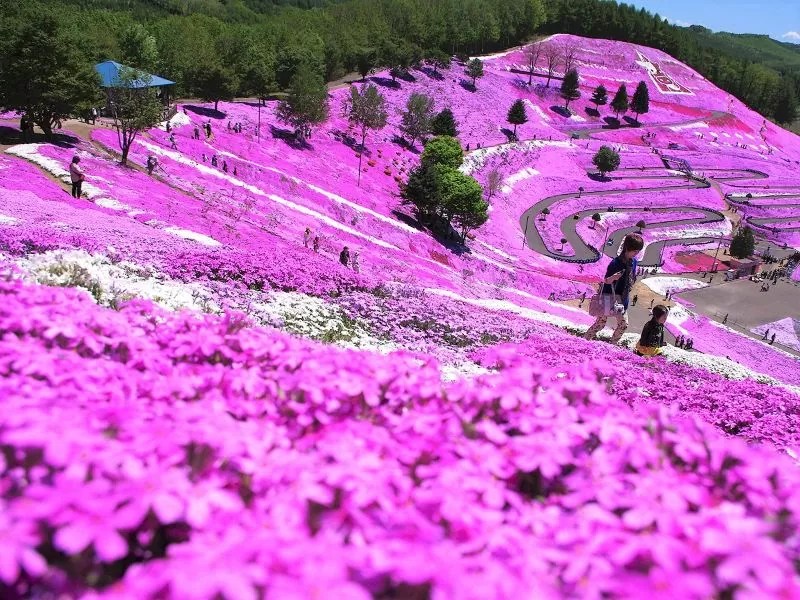 ひがしもこと芝桜公園の芝桜情報