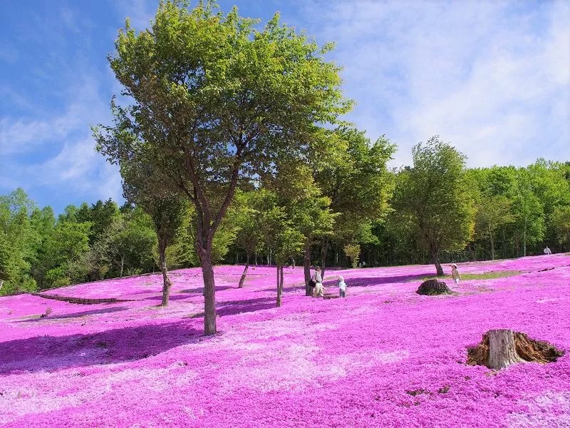 【滝上芝桜の見ごろ時期】公園の日程や時間など基本情報