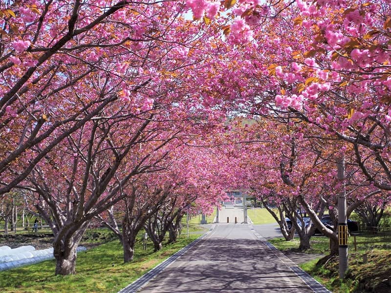 石崎地主海神社(いしざきじぬしかいじんじゃ)の桜