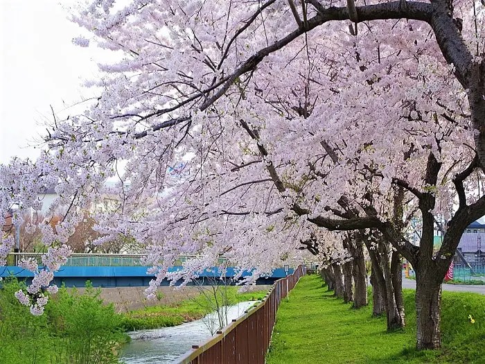 亀田川河畔の桜