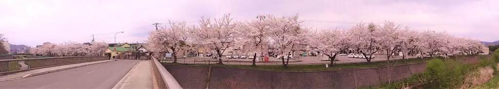亀田川の桜