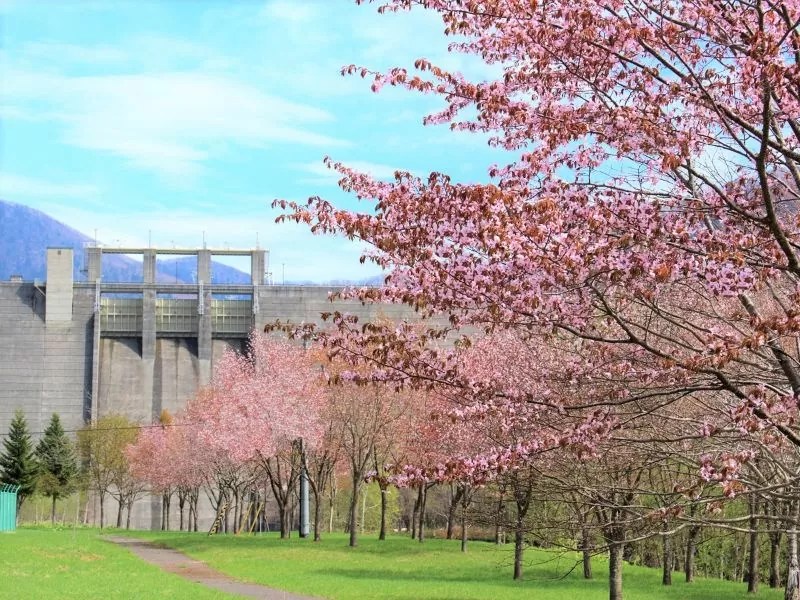 【南富良野町】金山ダムサイト公園の桜情報
