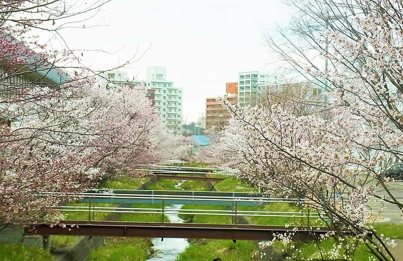 寒地土木研究所の桜