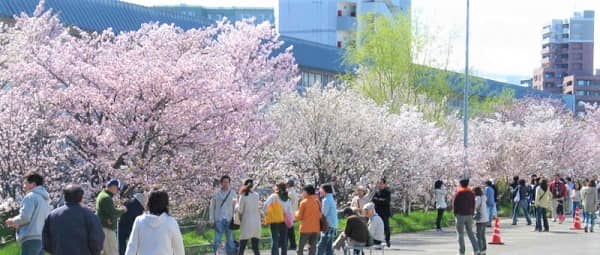 寒冷地土木研究所の桜情報