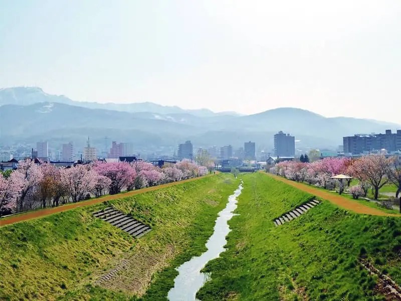 軽川桜づつみ[軽川緑地](がるかわ)の桜