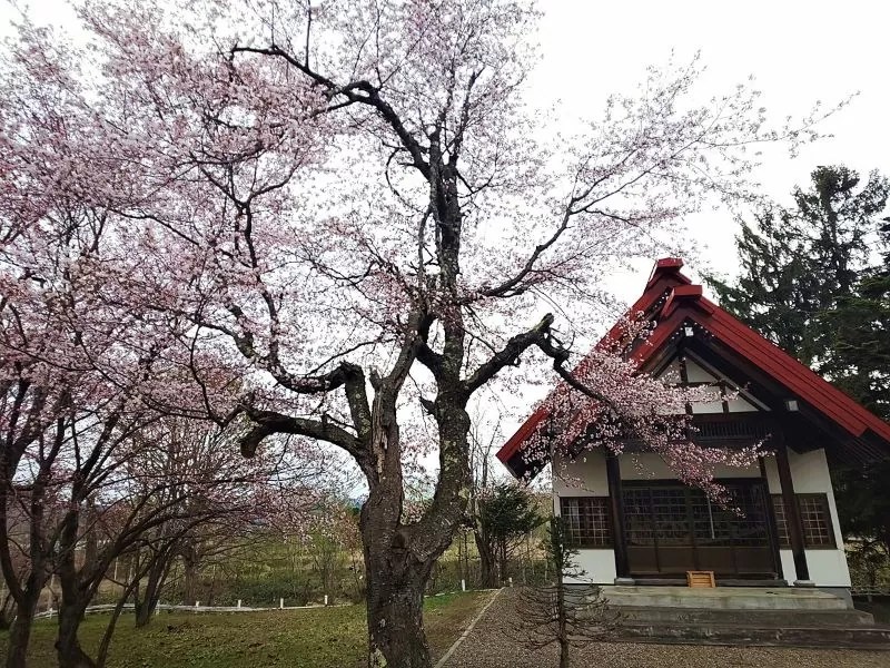 ⑤【北竜町】金毘羅公園の桜情報
