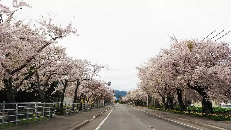 清川千本桜