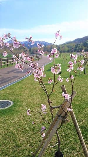 小金湯さくらの森の桜