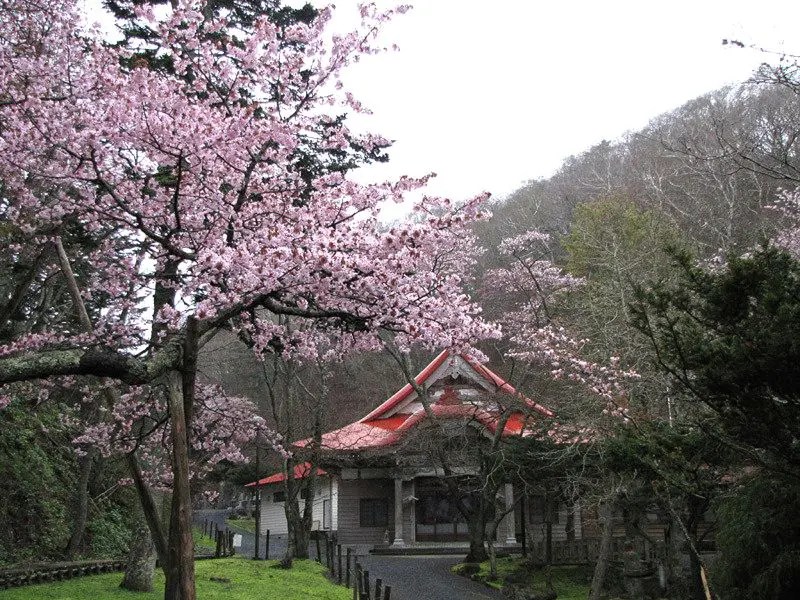 【厚岸町】国泰寺（こくたいじ）の桜