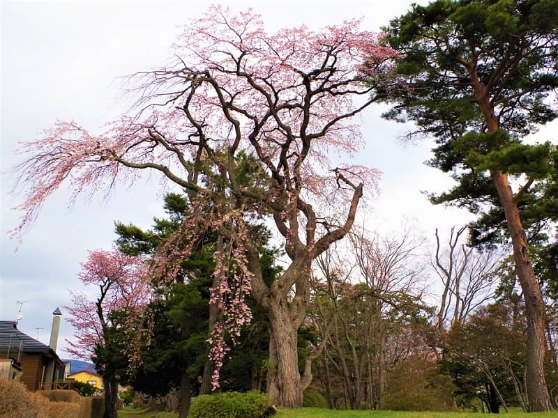 七飯町　寿緑地の桜情報