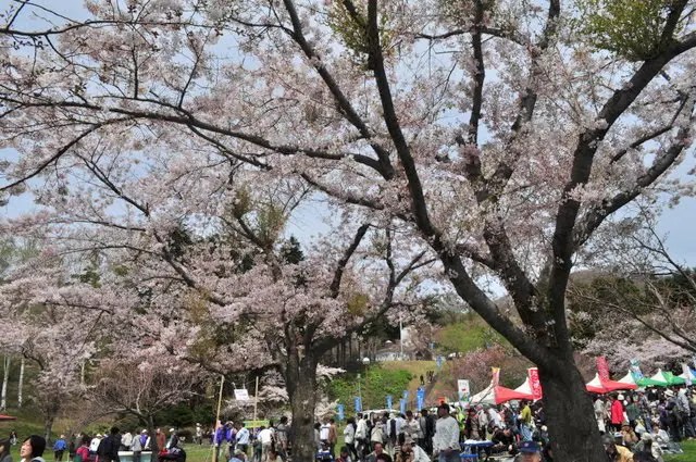 八雲町 熊石青少年旅行村の桜