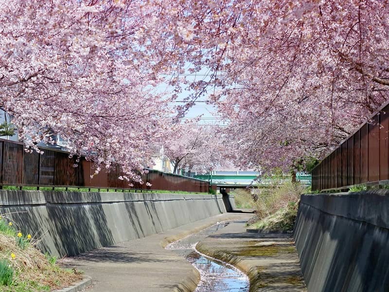 旧軽川緑地（きゅうがるかわりょくち）の桜