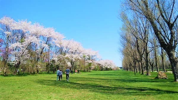 前田森林公園の桜
