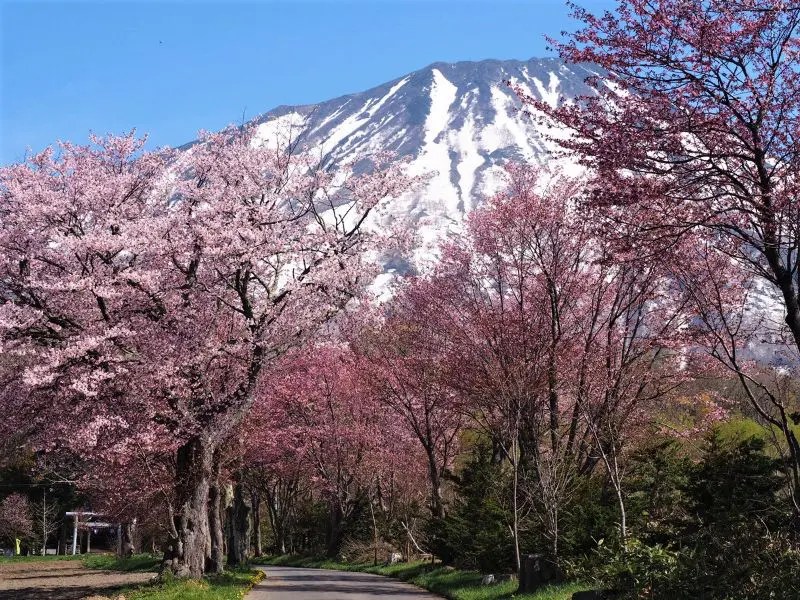 【真狩村】真狩神社の桜