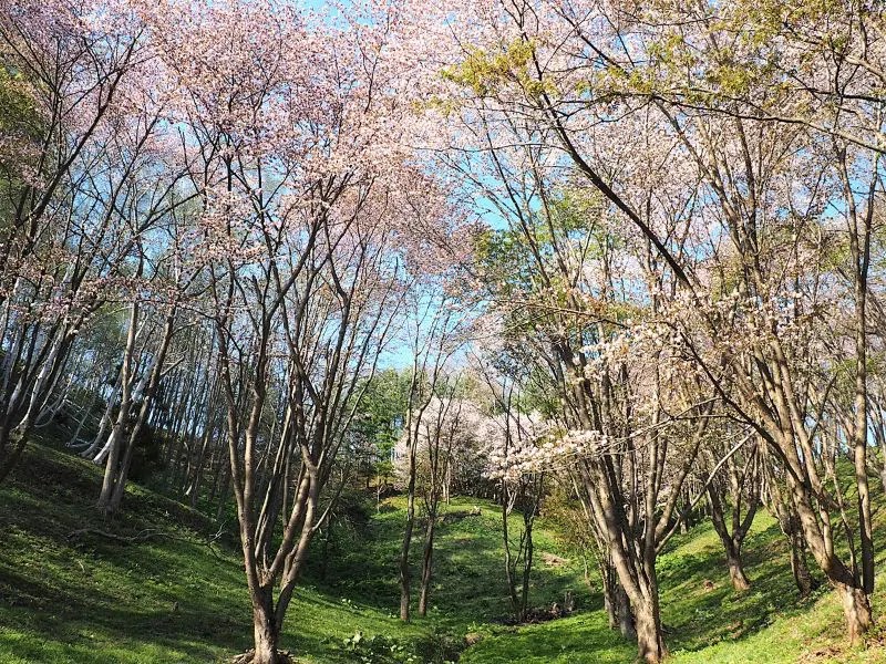 ⑦【三笠市】三笠山(観音山)の桜情報
