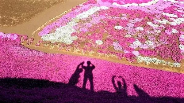 三島さんの芝桜庭園