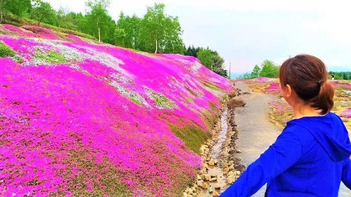 三島さんちの芝桜