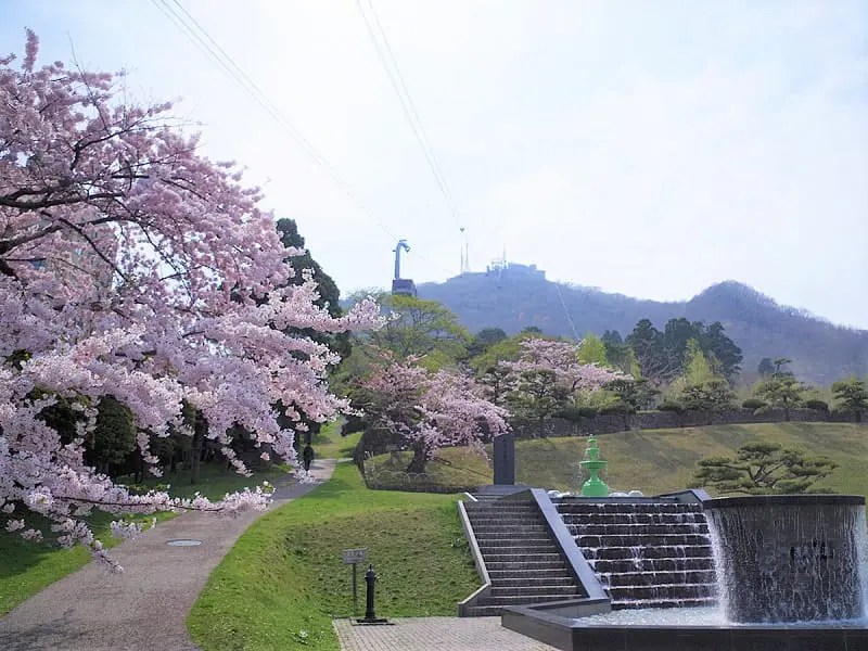 元町配水場(水元公園)花見・場所の桜