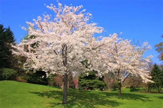 中島公園の八重桜