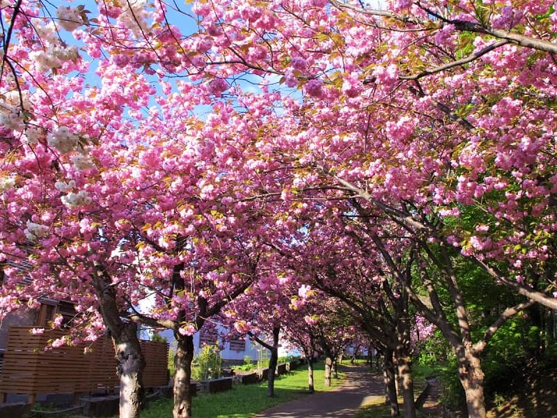 西野緑道の桜情報