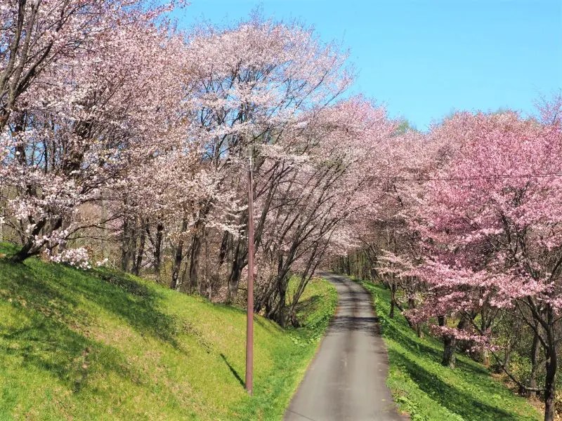 ④【奈井江町】にわ山森林自然公園の桜情報