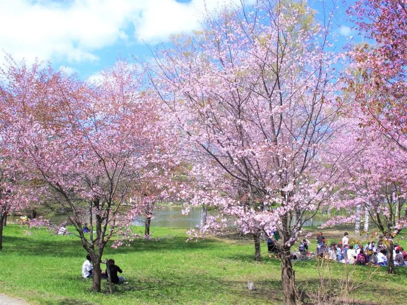 【帯広市】緑ヶ丘公園の桜