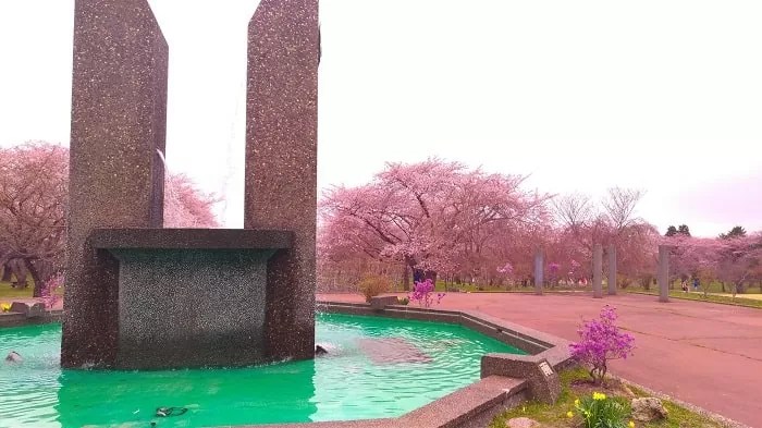 オニウシ公園の桜