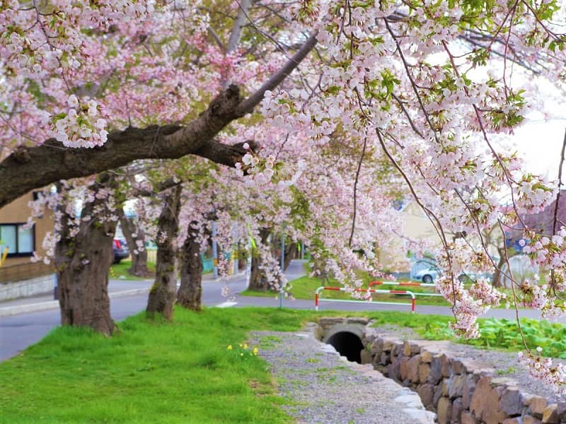 七飯町　大中山の桜並木