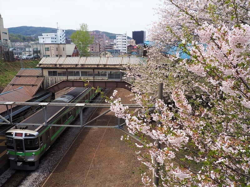 【南小樽駅】大きな枝垂れ桜と列車が人気の撮影スポット