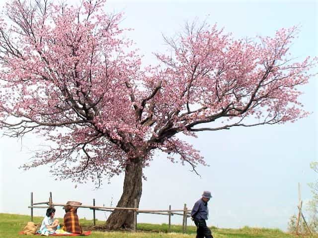 小樽天狗山 ハートの一本桜