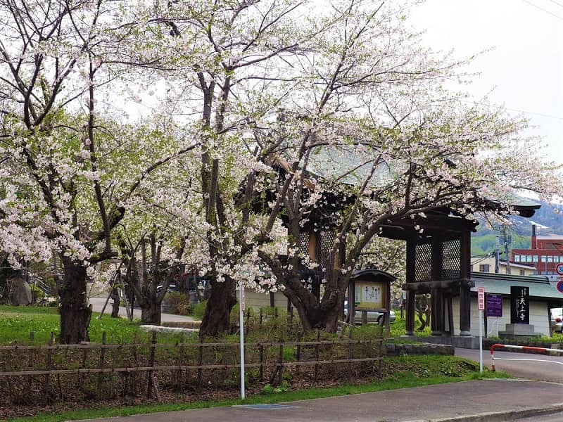 【天上寺】小樽市指定の歴史的建造物と桜のコラボレーション