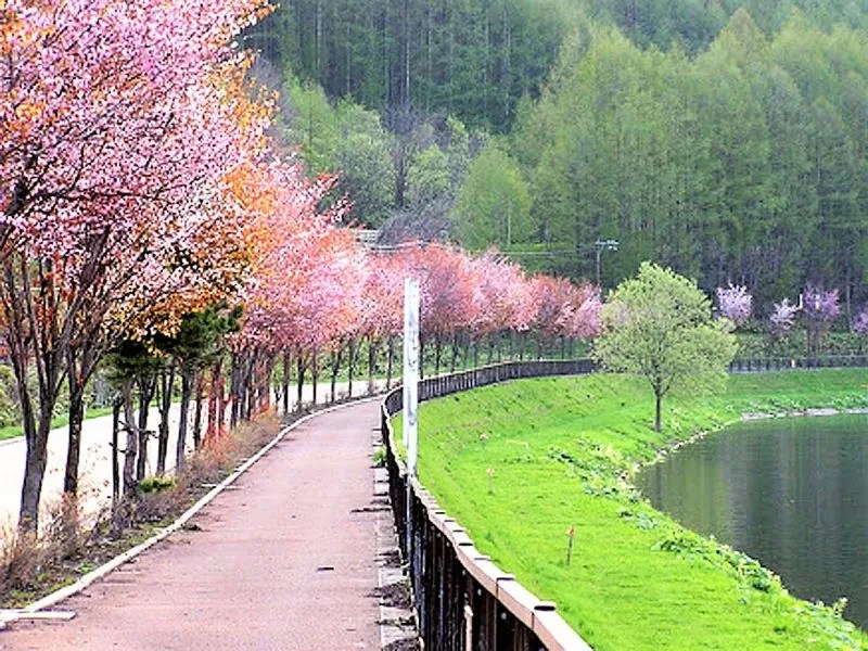 【剣淵町】レークサイド桜岡（桜岡公園）