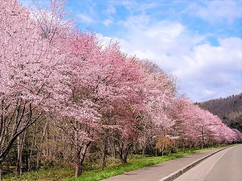 【富良野市】麓郷街道桜並木の桜情報