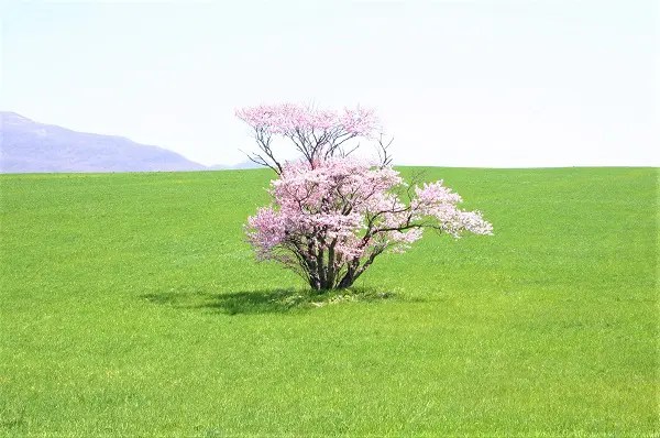 崎守町の一本桜