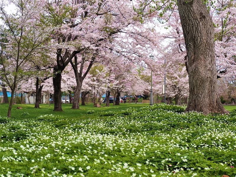 さらんべ公園の桜