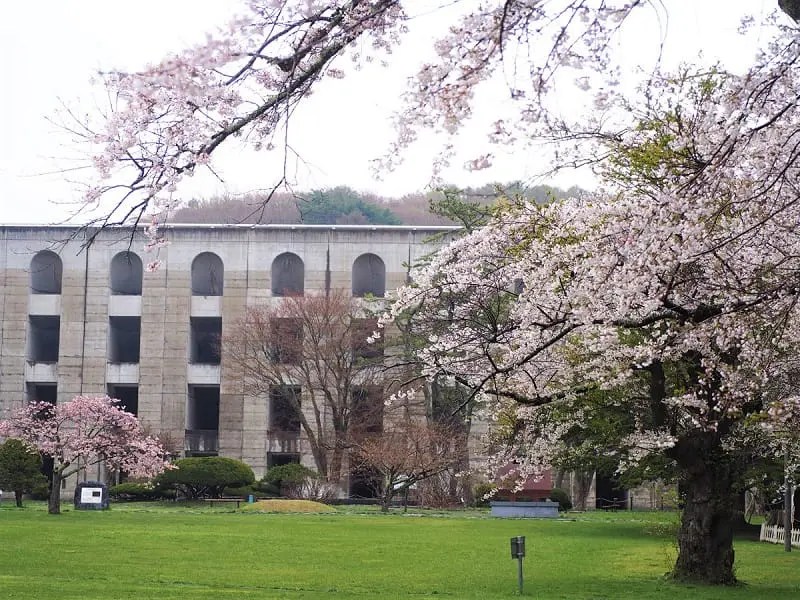 笹流ダム(ささながれダム・元:赤川水源地)の桜情報