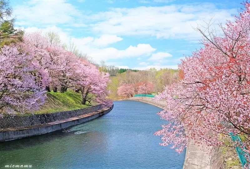 【美瑛町】聖台ダム公園の桜