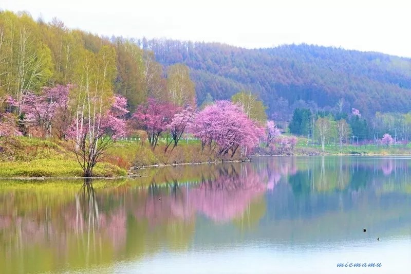 【美瑛町】聖台ダム公園の桜