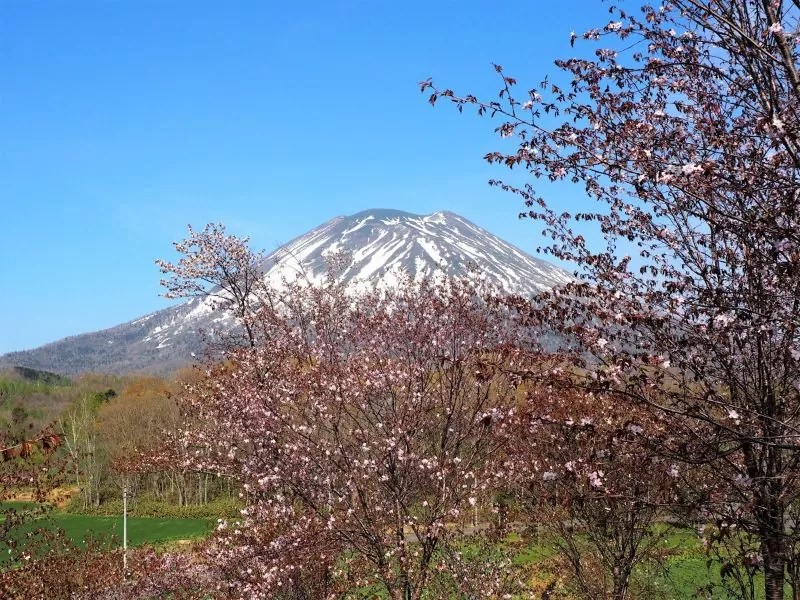 【ニセコ町】宮山の小径/ニセコ千本桜