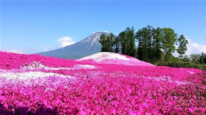 芝桜の羊蹄山