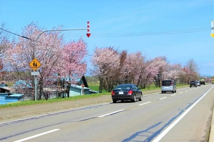 【士幌町】国道241号線の桜並木