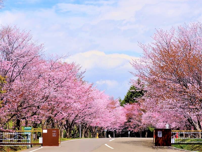 森林総合研究所桜並木の桜