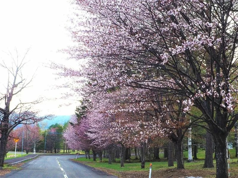 【新得町】狩勝高原園地（かりかちこうげんえんち）の桜