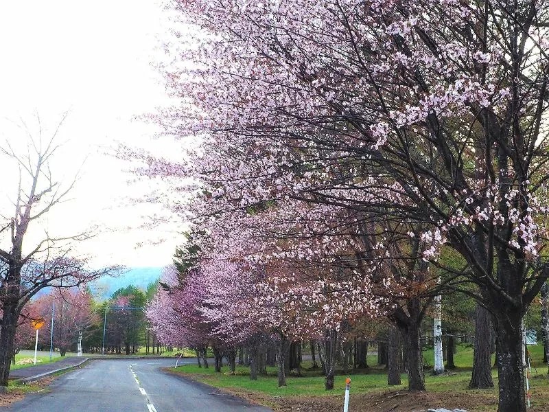 十勝地方桜選 帯広周辺市町村には名所や穴場が沢山 十勝地方桜選 帯広周辺市町村には名所や穴場が沢山