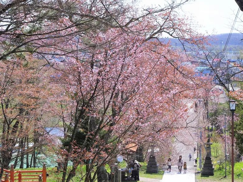 【新得町】新得神社の桜