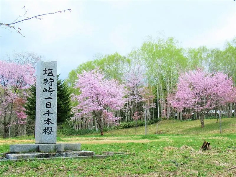 【和寒町】塩狩峠一目千本桜