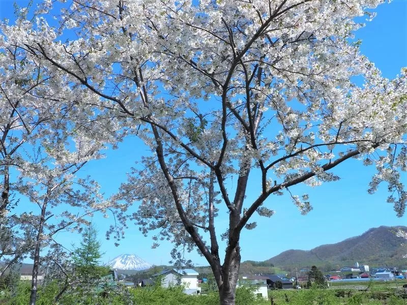 【蘭越町】尻別川桜づつみ