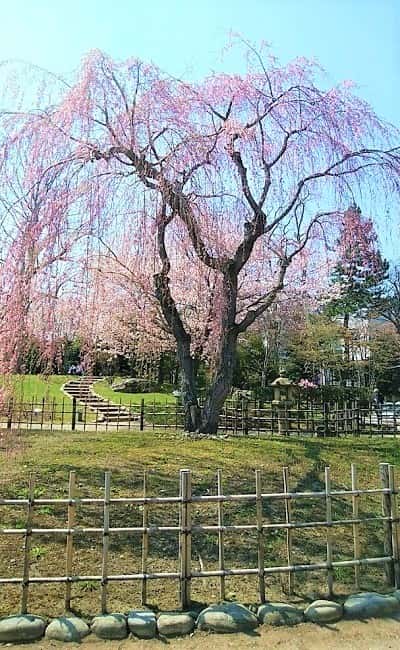 中島公園の枝垂れ桜