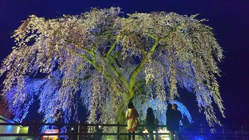 法亀寺の枝垂れ桜