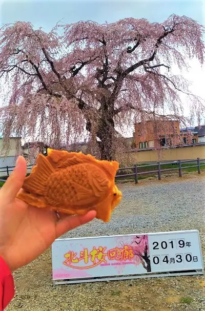 枝垂れ桜とたい焼き